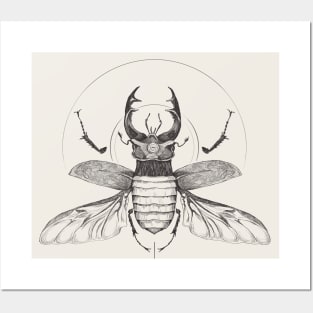 stag-beetle Posters and Art